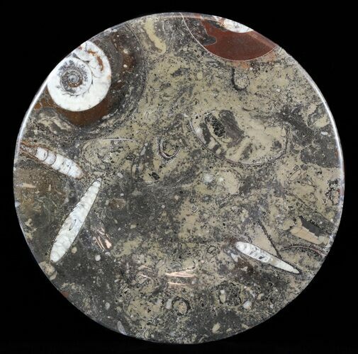 / Fossil Orthoceras & Goniatite Plate - Stoneware #58553
